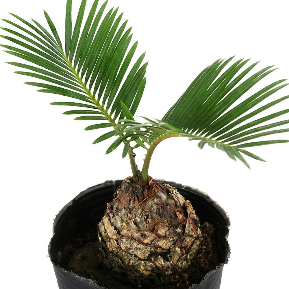 Amazon｜【charm】(観葉植物)サイカス ソテツ(蘇鉄) 3号(1鉢